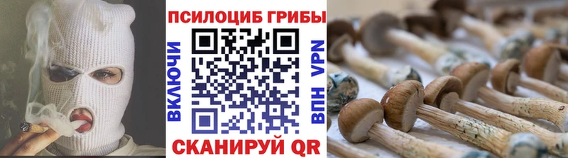 где можно купить   Чита  OMG ссылки  Псилоцибиновые грибы Psilocybe 
