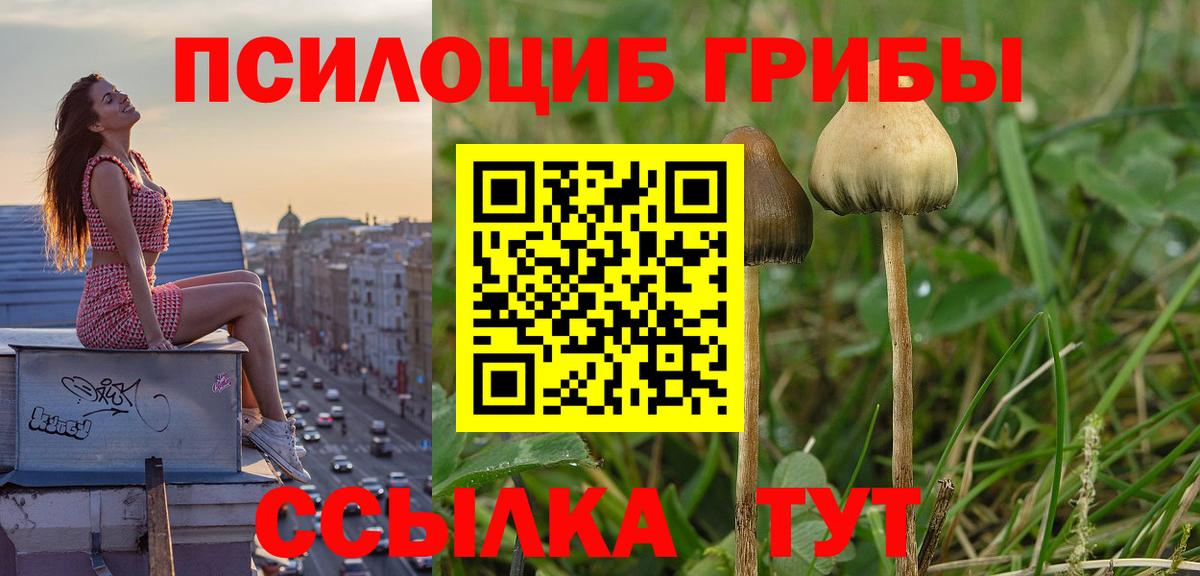 Чита  Псилоцибиновые грибы мухоморы  купить наркоту  Псилоцибиновые грибы MAGIC MUSHROOMS  Вход с VPN 